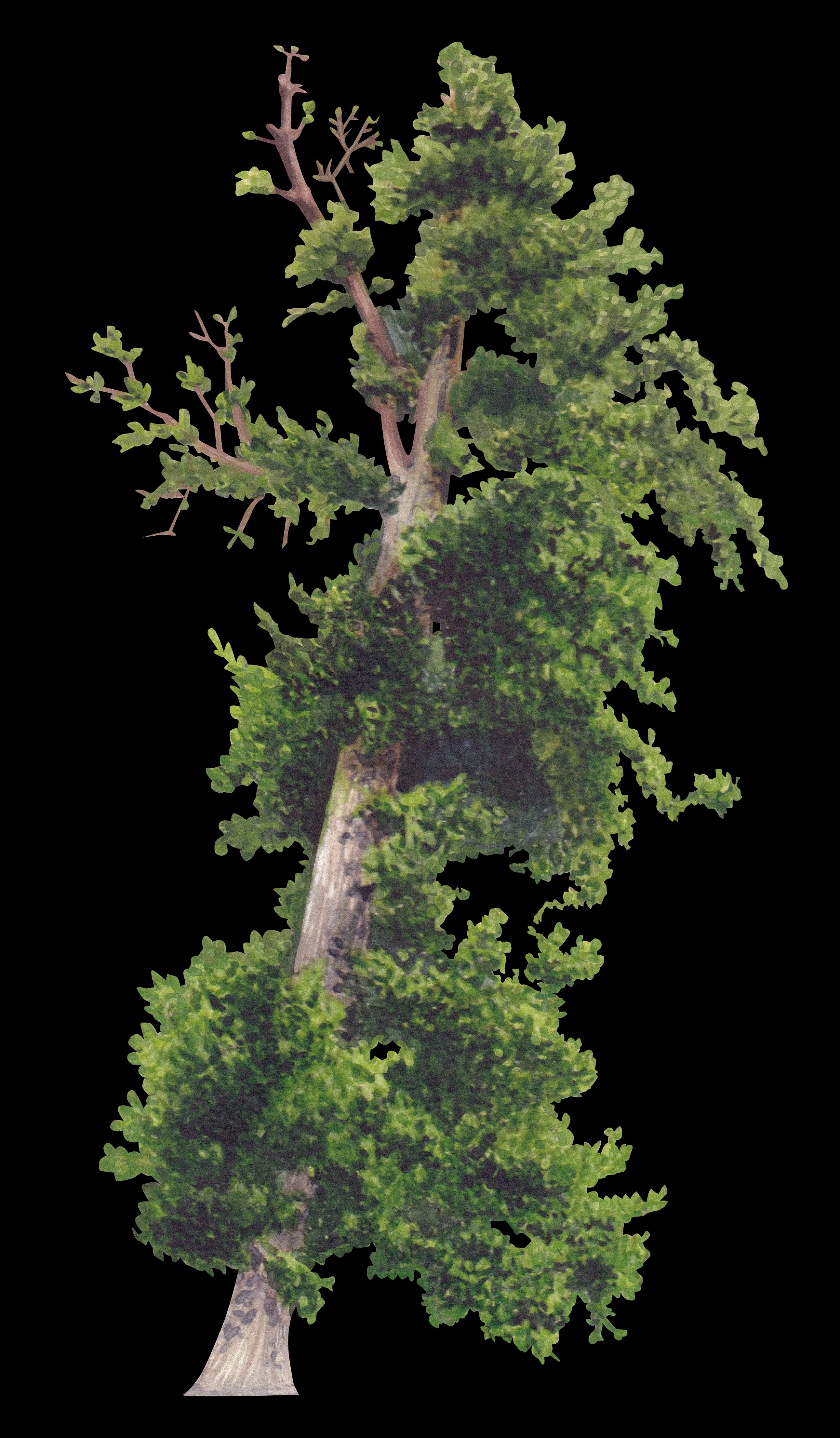 Liquidambar Francisco Asis
