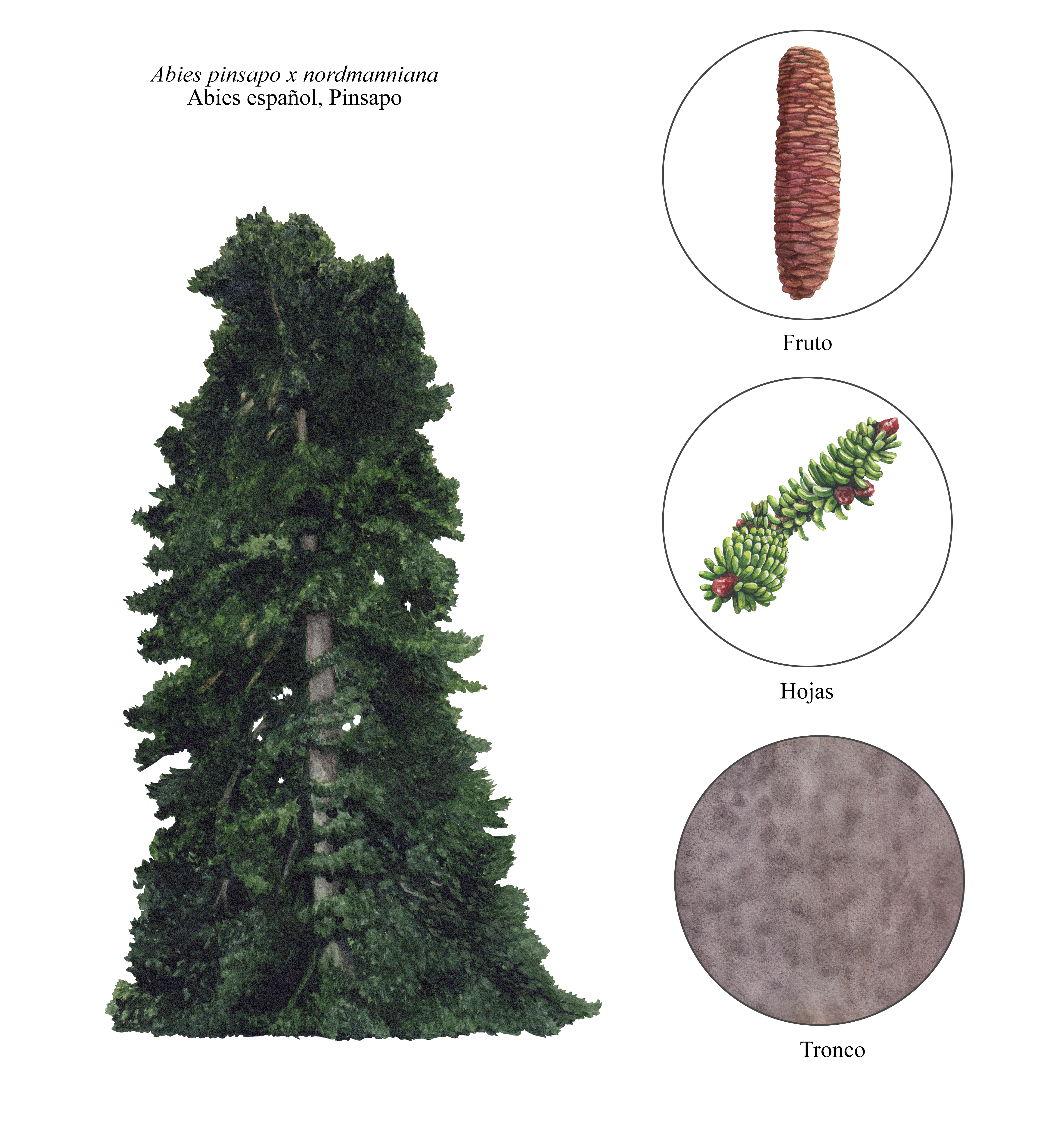 Abies Pinsapo