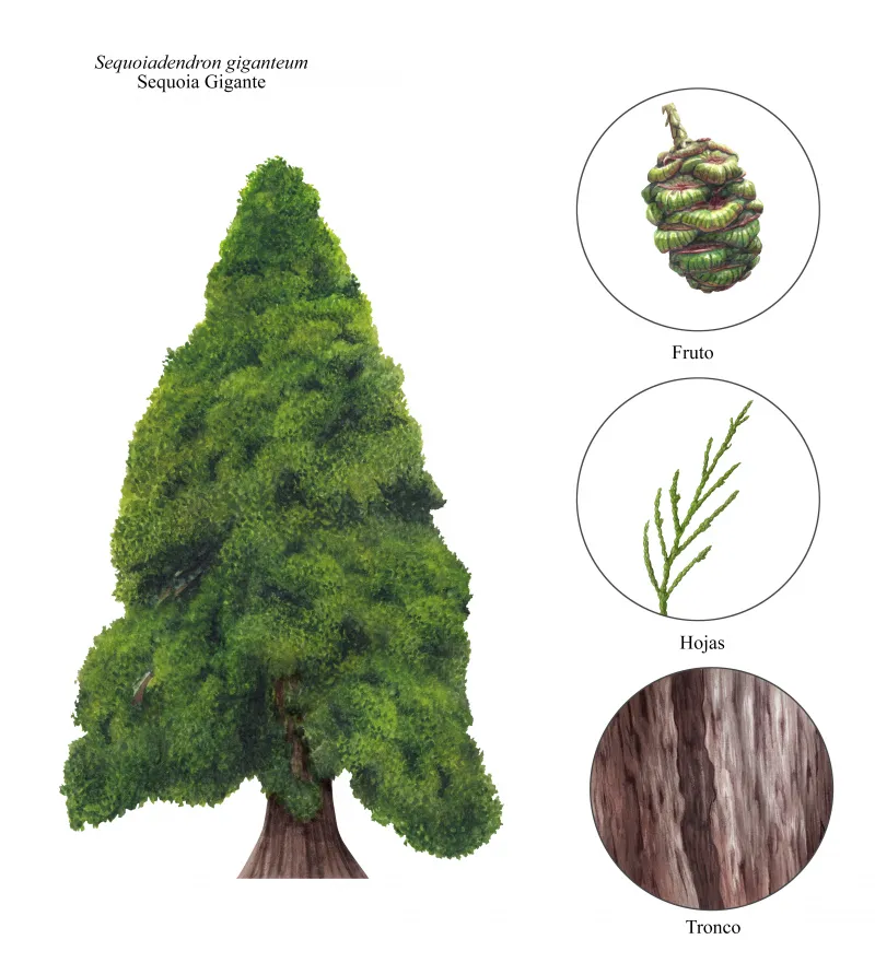 Sequoia de la Reina