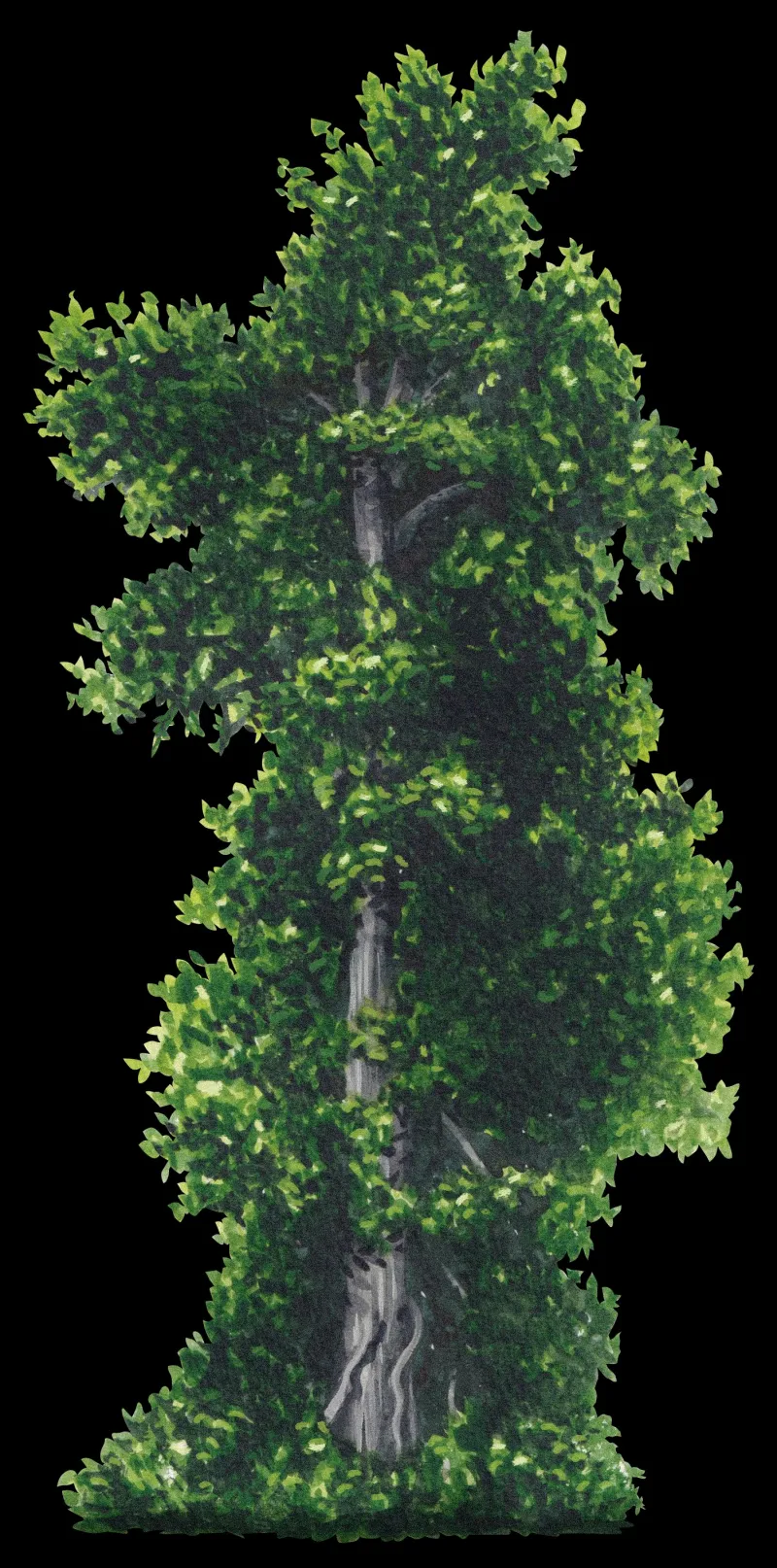 Magnolia de la Isla
