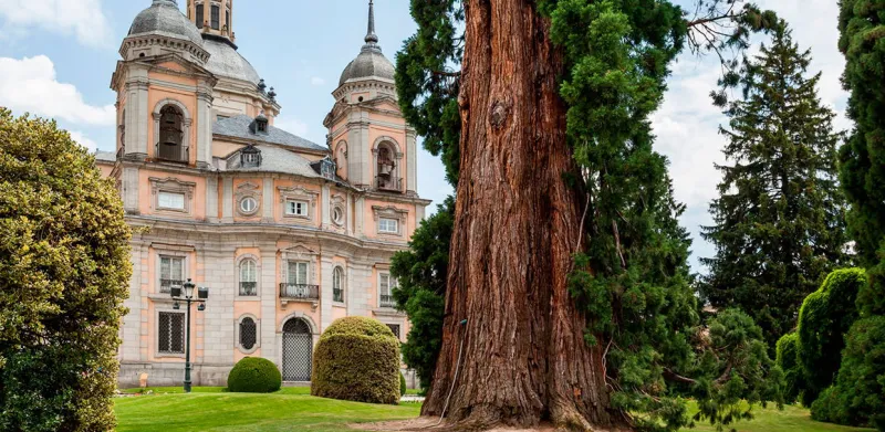Palacio y Secuoya, Jardines de La Granja de San Ildefonso