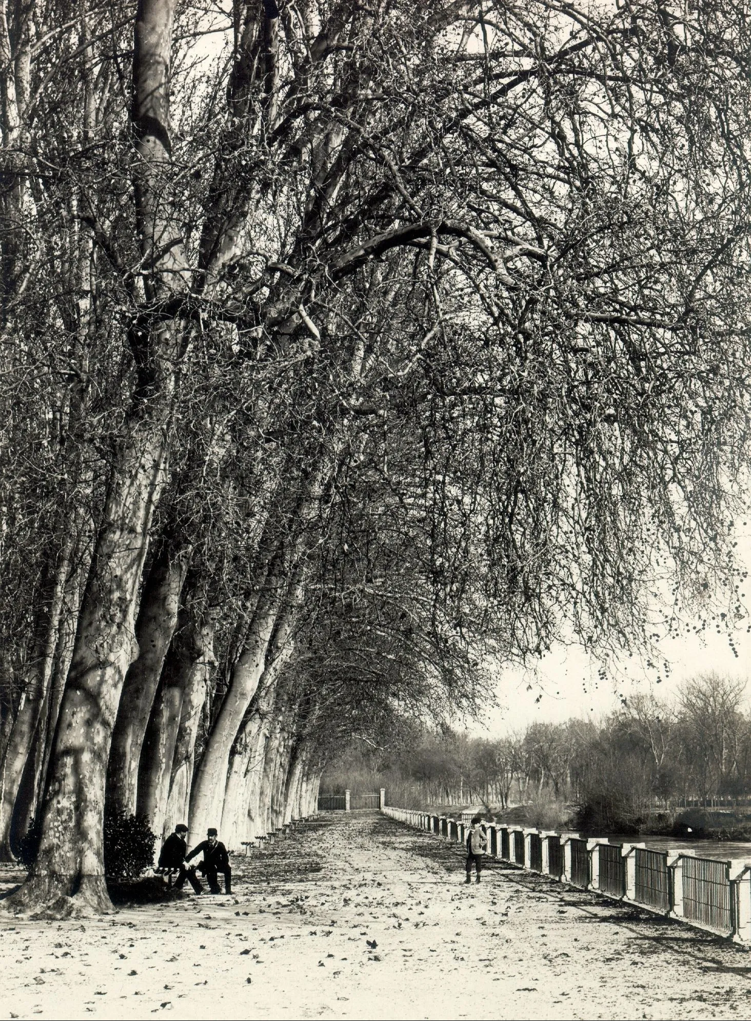 Fotografía antigua en blanco y negro de un paseo arbolado de grandes plátanos junto al río en Aranjuez, con varias personas bajo los árboles.