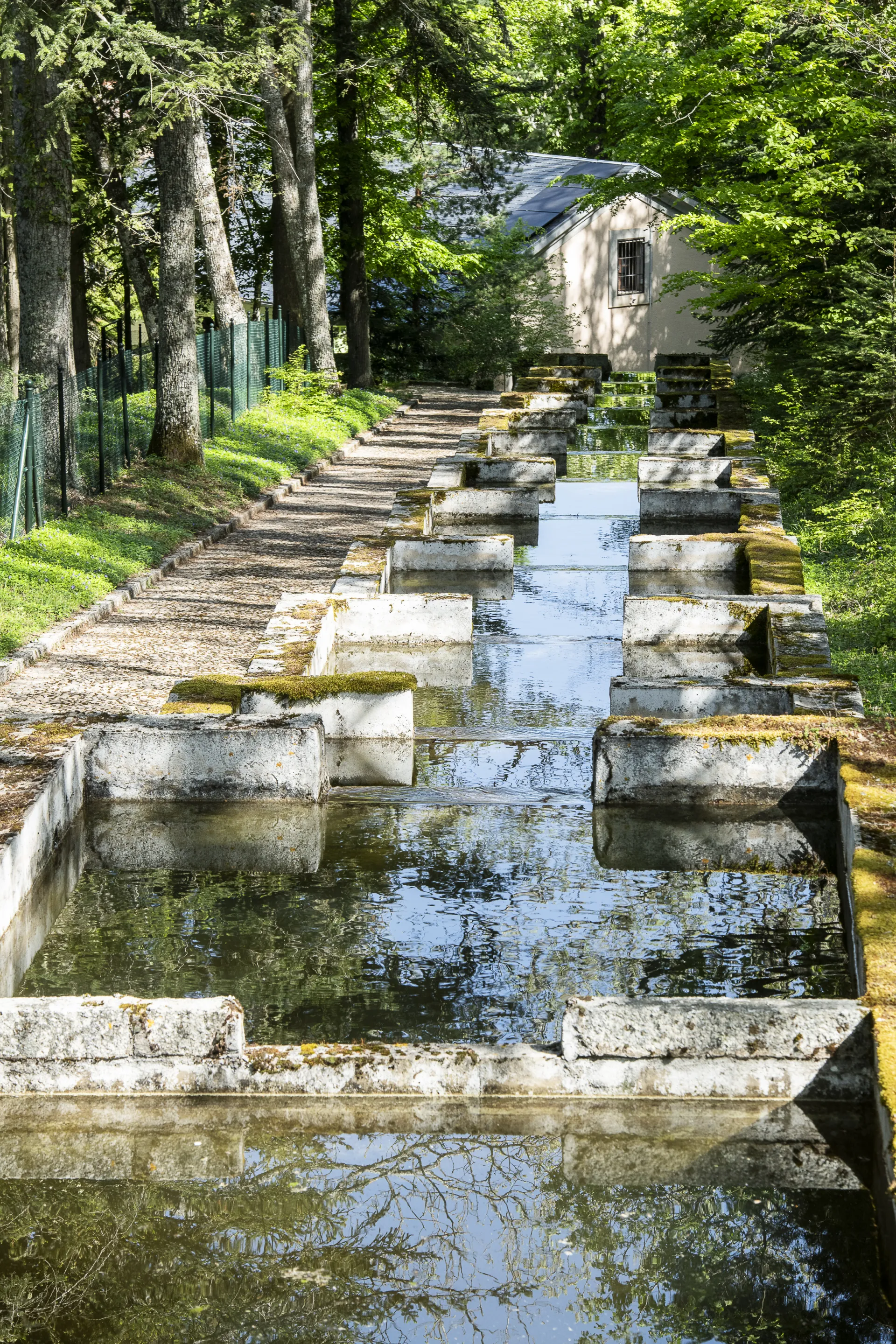 Fotografía de una serie de estanques rectangulares de piscicultura con muros de hormigón cubiertos de musgo, junto a un camino arbolado.