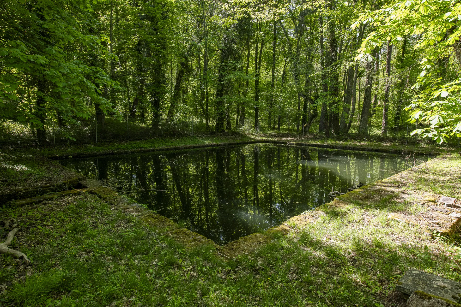 Fotografía de un estanque en el bosque cuyas aguas oscuras reflejan los árboles circundantes.
