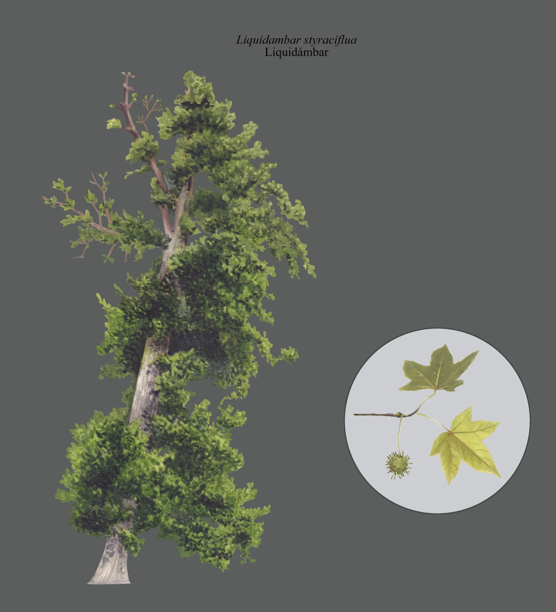 Ilustración del liquidámbar (Liquidambar styraciflua) completo, con copa verde y tronco claro sobre fondo negro.