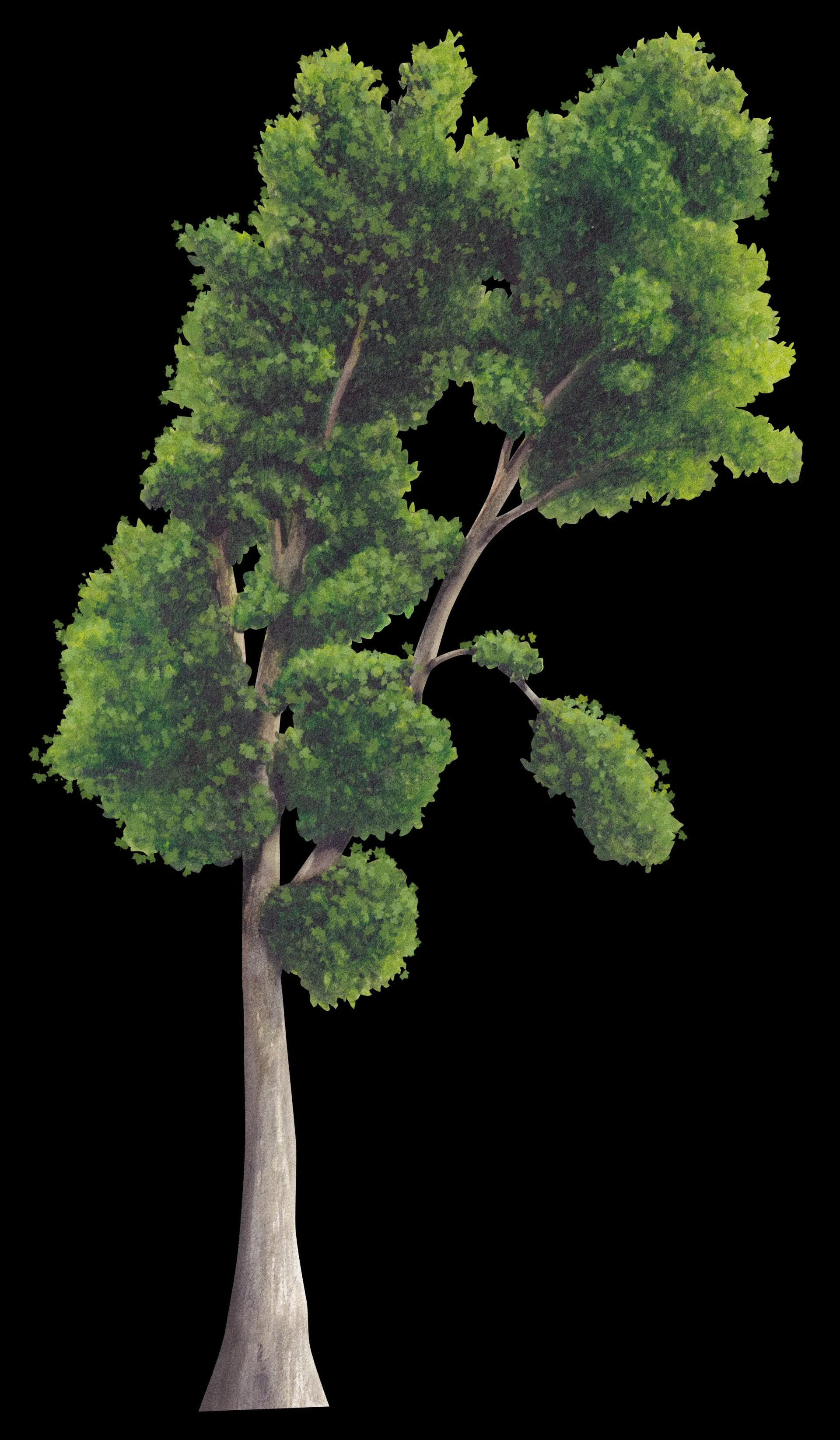 Ilustración botánica del plátano de sombra (Platanus x hispanica) completo sobre fondo negro, de copa verde asimétrica y tronco claro.