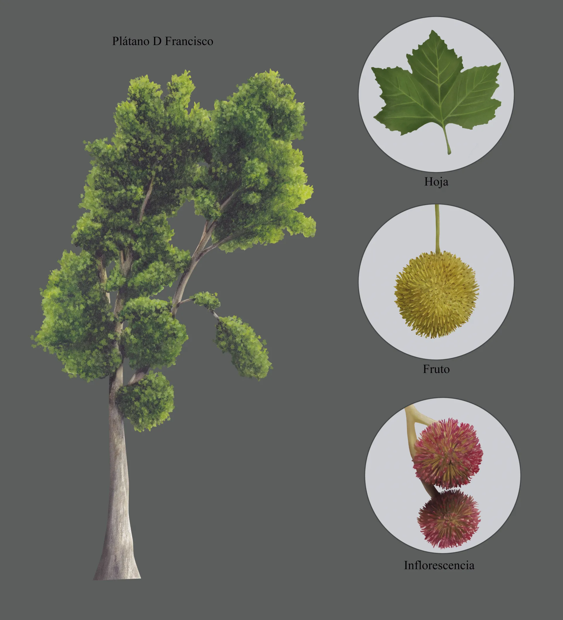 Lámina botánica del plátano de sombra D. Francisco (Platanus x hispanica): el árbol completo y detalles de hoja, fruto e inflorescencia.