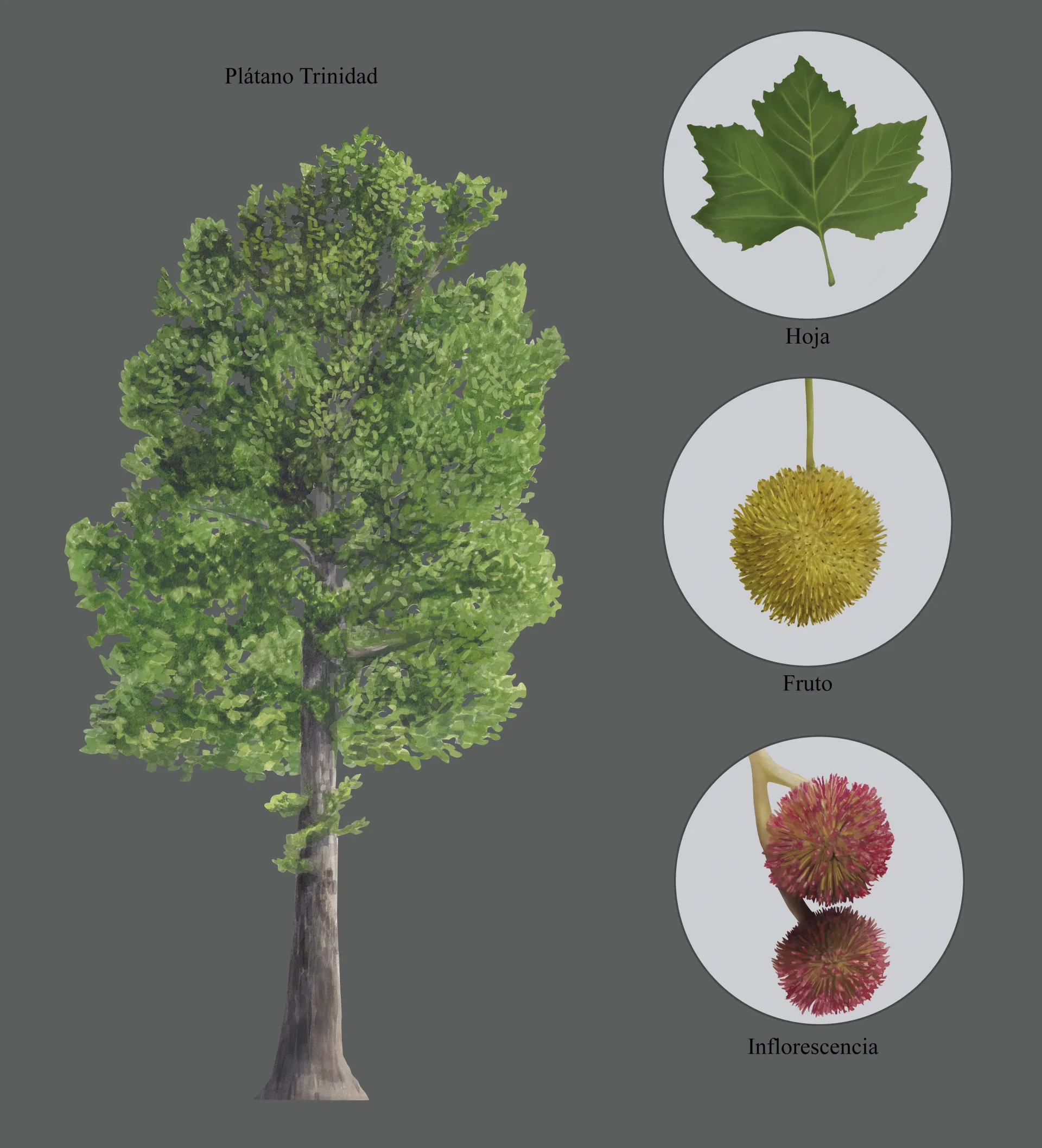 Lámina botánica del plátano Trinidad (Platanus x hispanica): el árbol completo y detalles de hoja, fruto e inflorescencia.