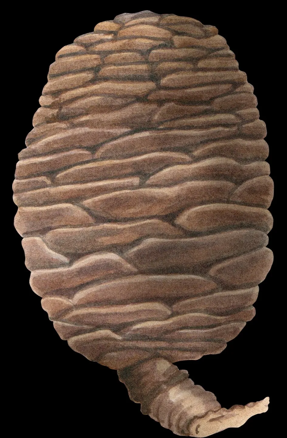 Cedro  Medio Punto
