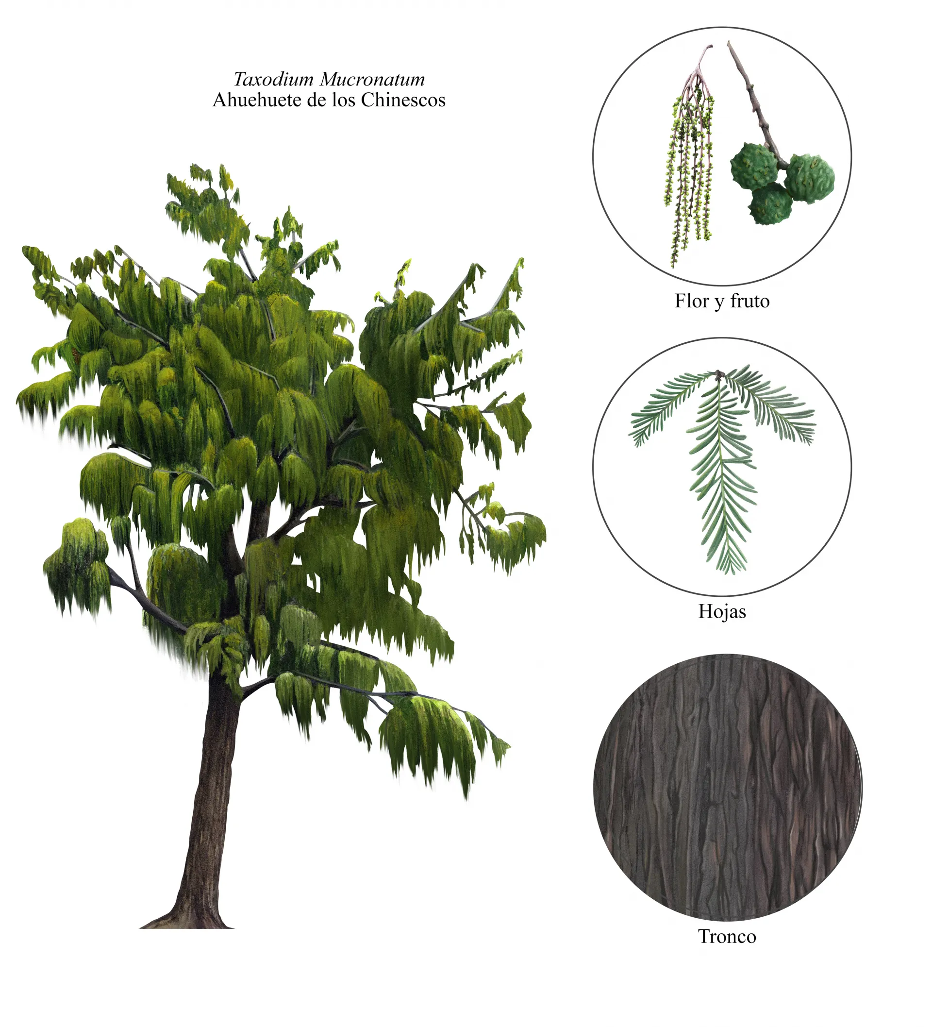 Lámina botánica del ahuehuete de los Chinescos (Taxodium mucronatum): el árbol completo y detalles de flor y fruto, hojas y tronco.