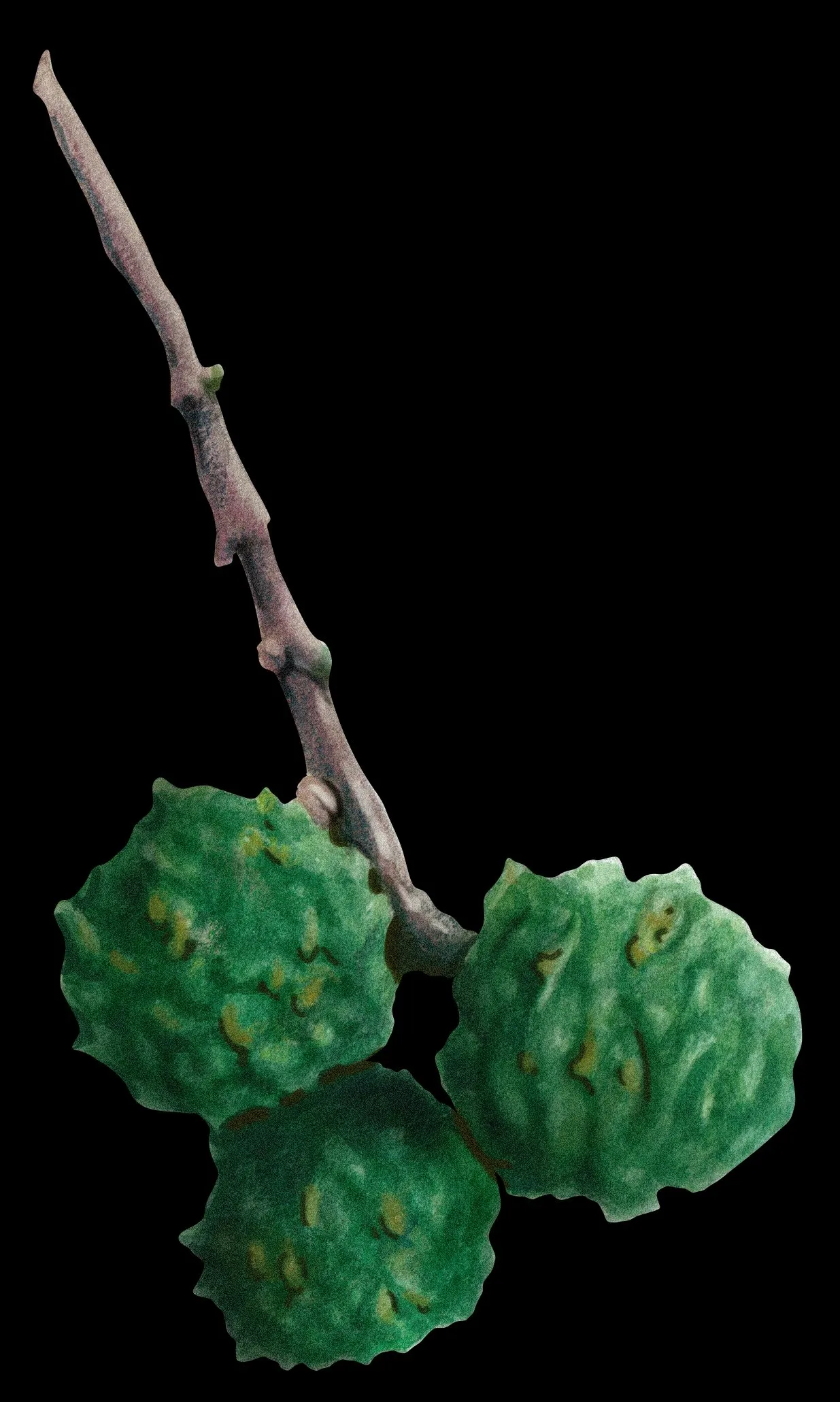 Detalle de tres conos (gálbulos) verdes y rugosos del ahuehuete sobre una ramita.
