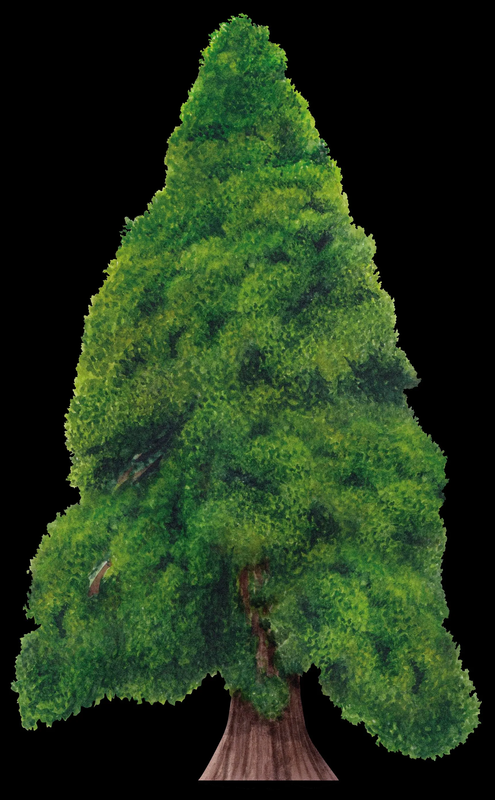 Sequoia de la Reina