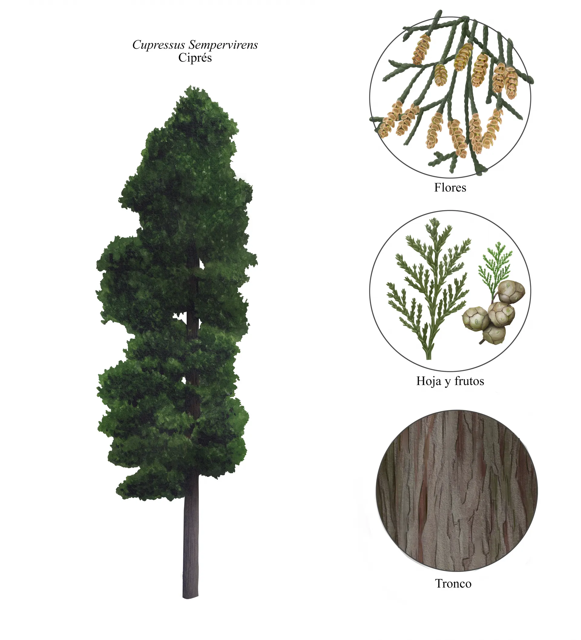Lámina botánica del ciprés (Cupressus sempervirens): el árbol completo y detalles de flores, hoja y frutos (gálbulos), y tronco.