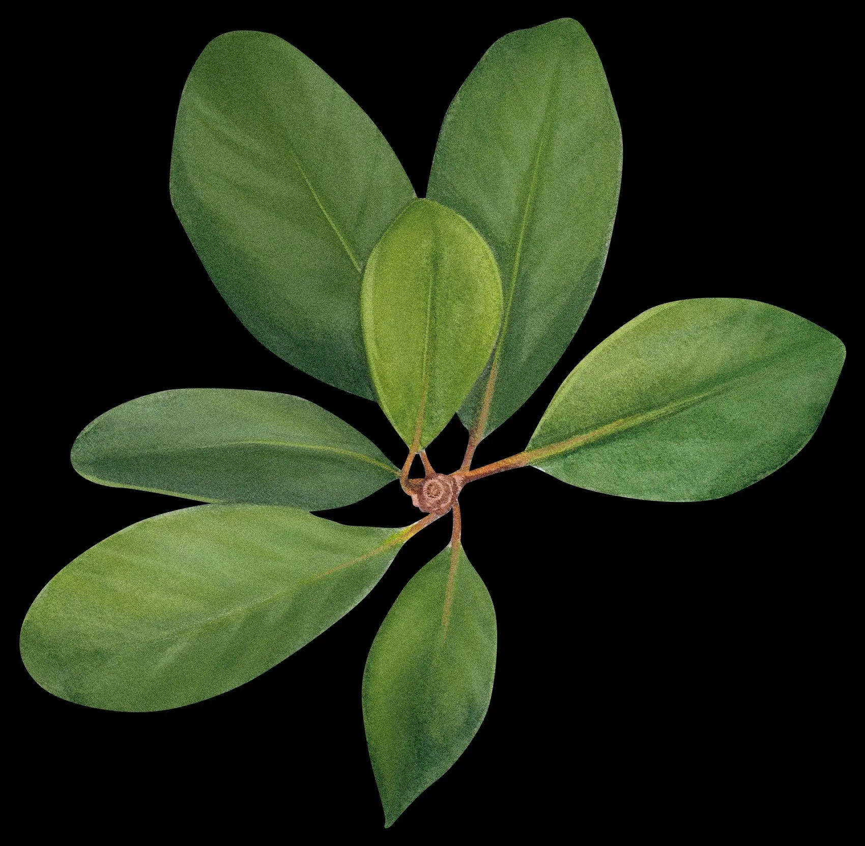 Magnolia de la Isla