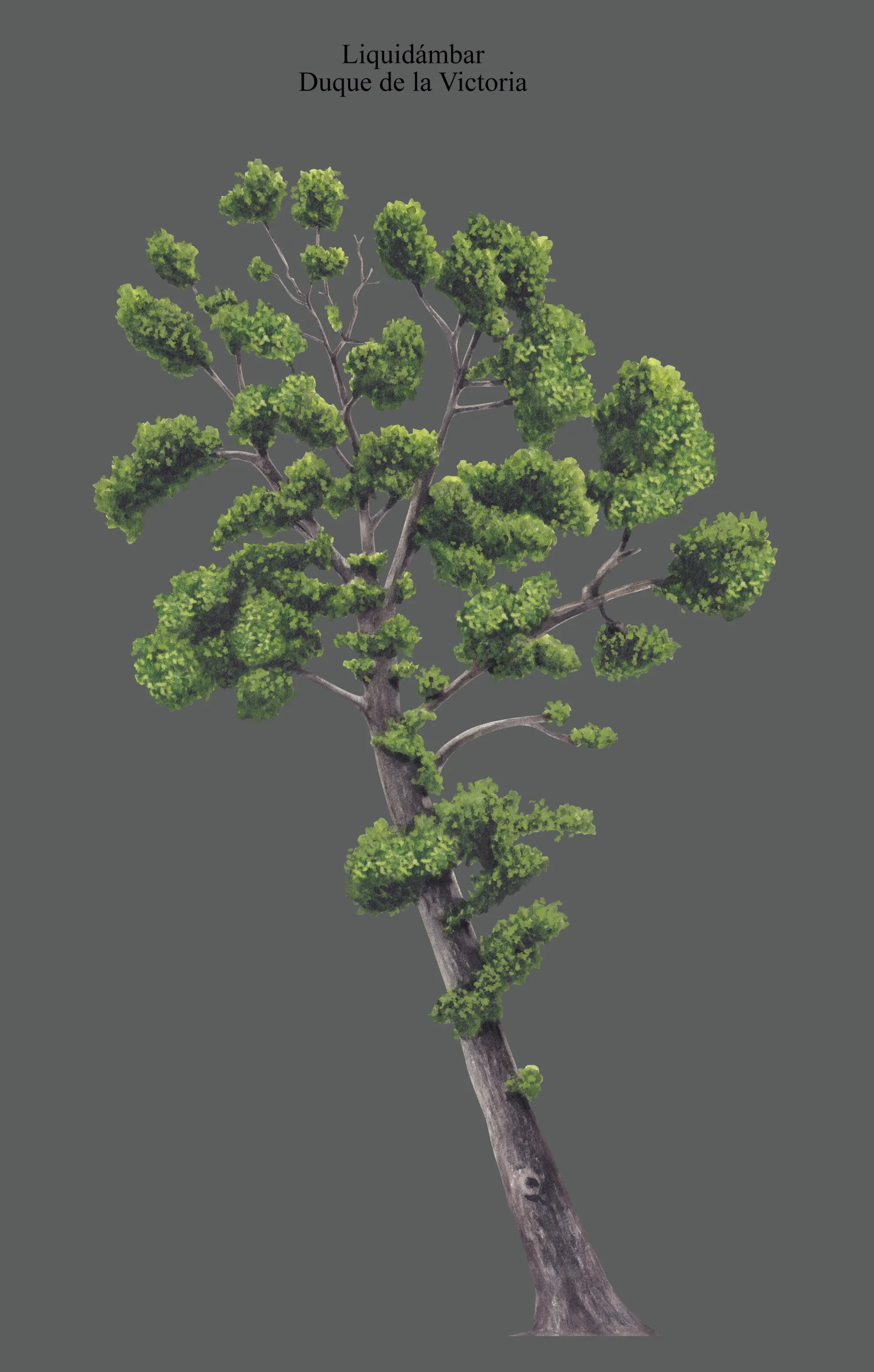 Lámina botánica del liquidámbar Duque de la Victoria (Liquidambar styraciflua): el árbol completo y detalle de hojas palmeadas y fruto.