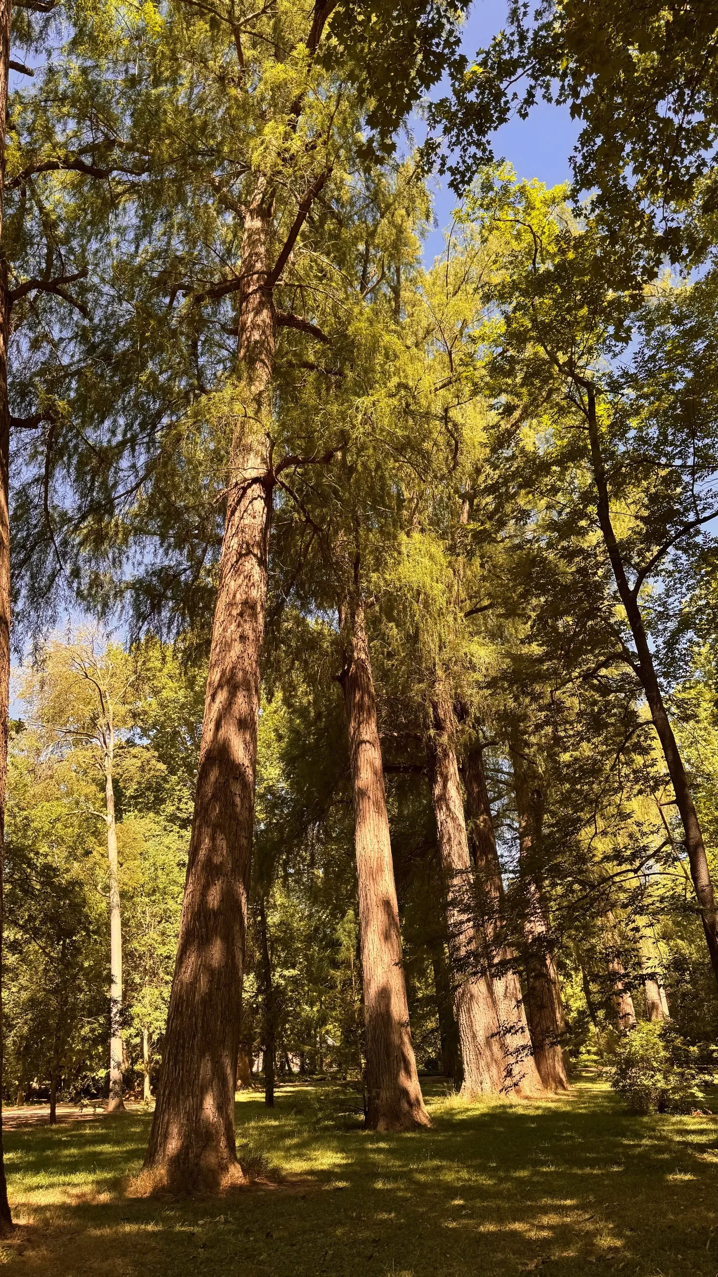 Bosque de Taxodios.