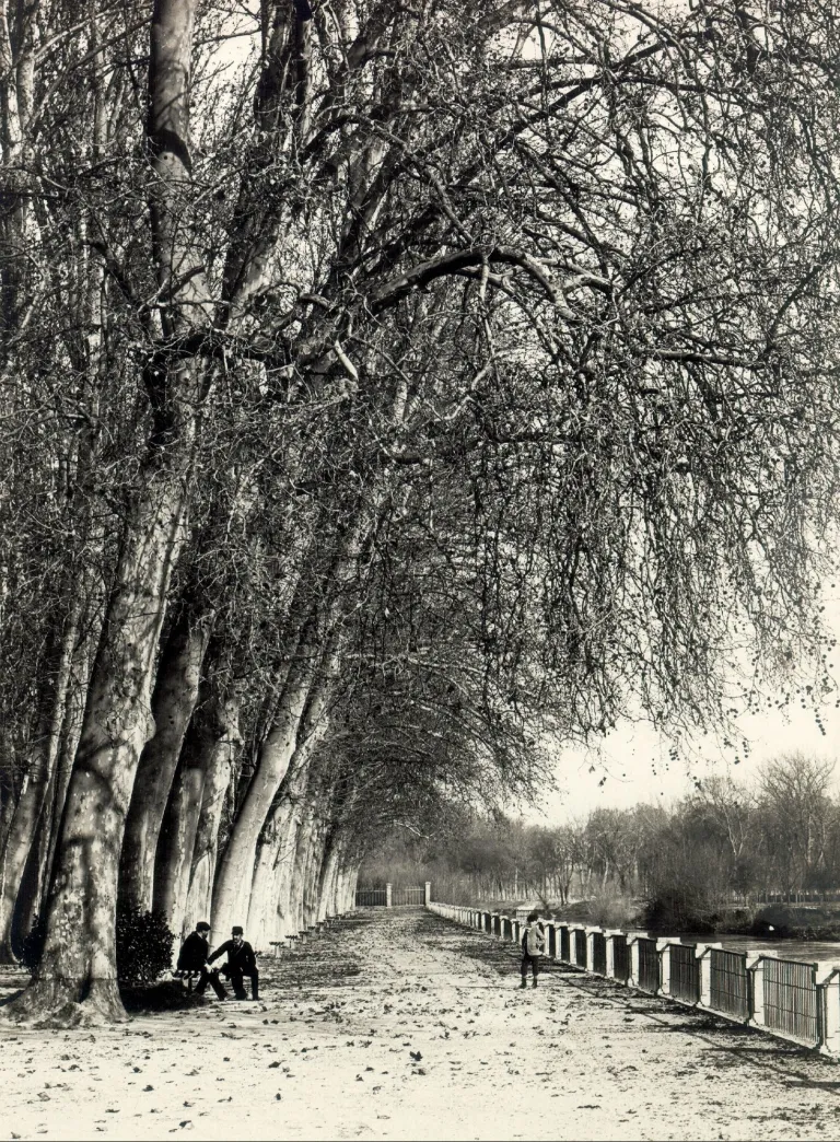 Fotografía antigua en blanco y negro de un paseo arbolado de grandes plátanos junto al río en Aranjuez, con varias personas bajo los árboles.