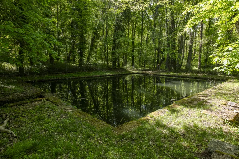 Fotografía de un estanque en el bosque cuyas aguas oscuras reflejan los árboles circundantes.