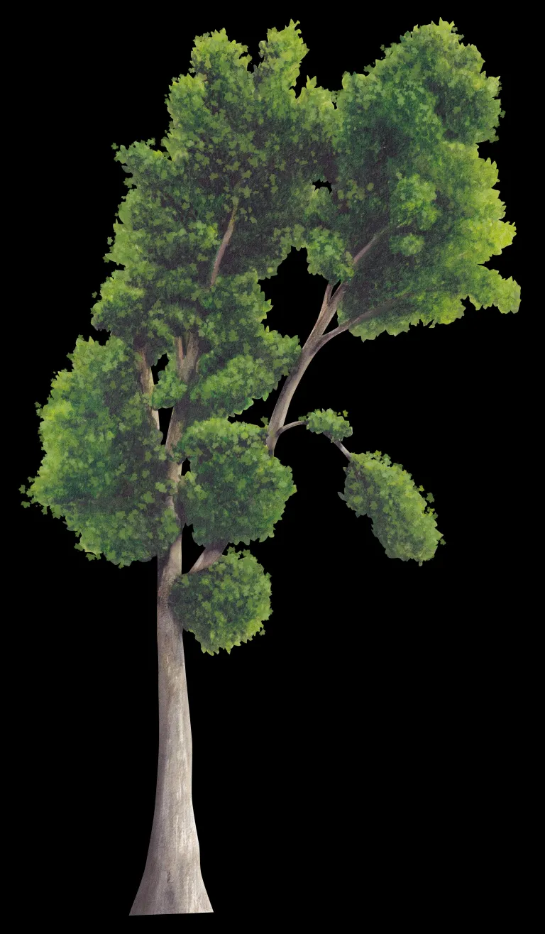 Ilustración botánica del plátano de sombra (Platanus x hispanica) completo sobre fondo negro, de copa verde asimétrica y tronco claro.