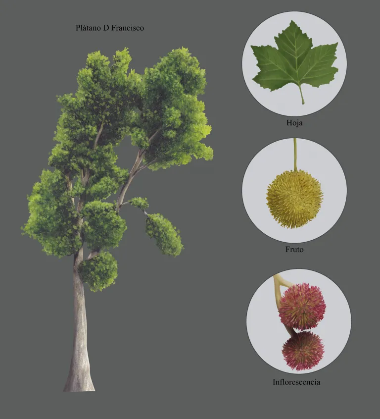Lámina botánica del plátano de sombra D. Francisco (Platanus x hispanica): el árbol completo y detalles de hoja, fruto e inflorescencia.
