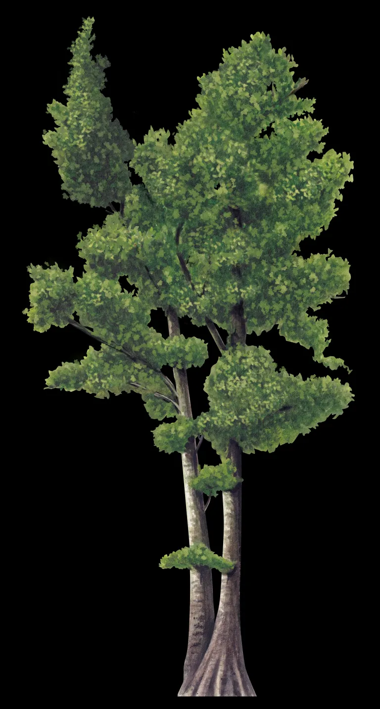Ilustración botánica de los plátanos gemelos (Platanus x hispanica), dos troncos paralelos con copa verde común, sobre fondo negro.