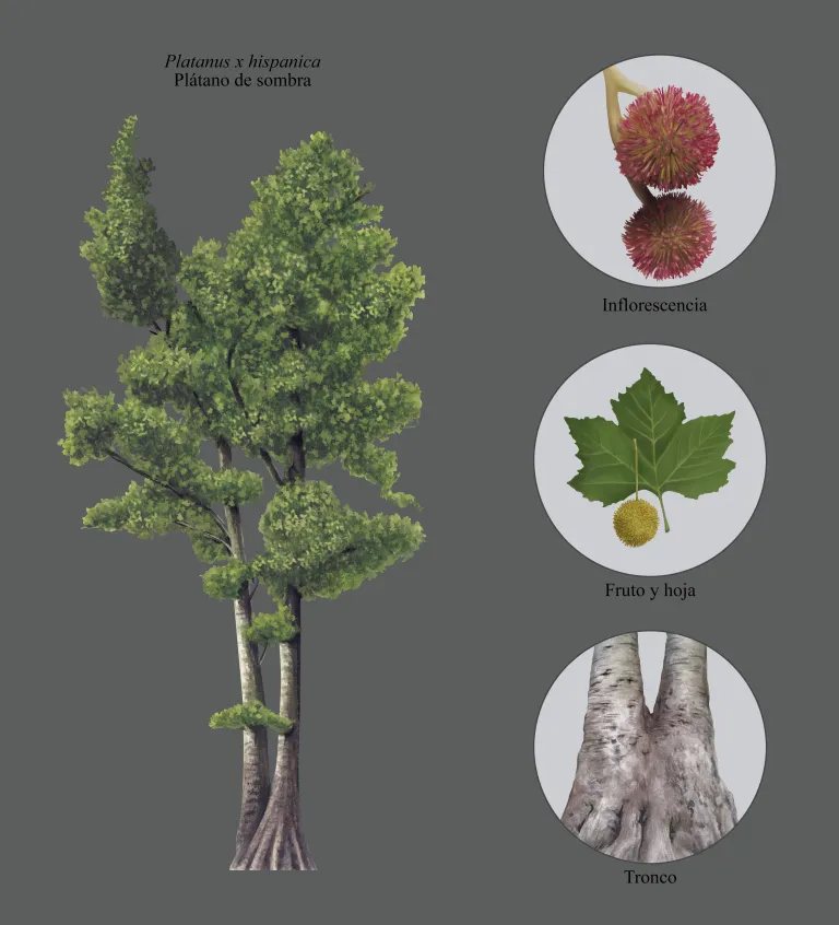 Lámina botánica del plátano de sombra Los Gemelos (Platanus x hispanica): el árbol completo y detalles de inflorescencia, fruto y hoja, y tronco.
