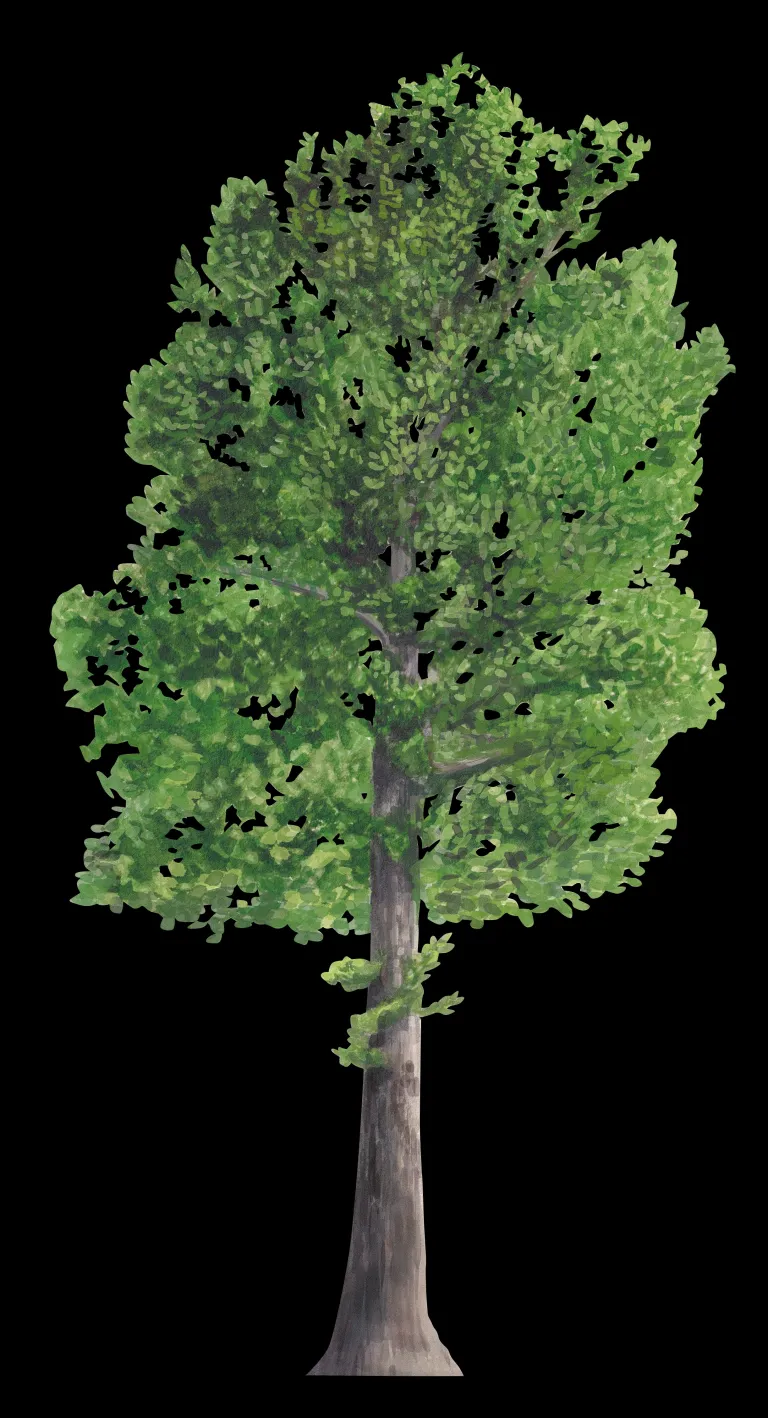 Ilustración botánica del plátano de sombra (Platanus x hispanica) completo sobre fondo negro, de copa verde frondosa y tronco gris.