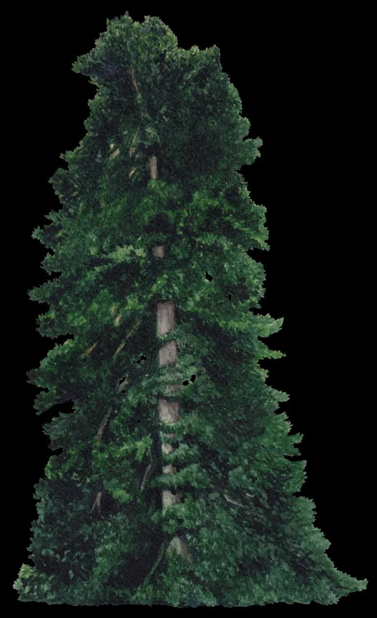 Abies Pinsapo