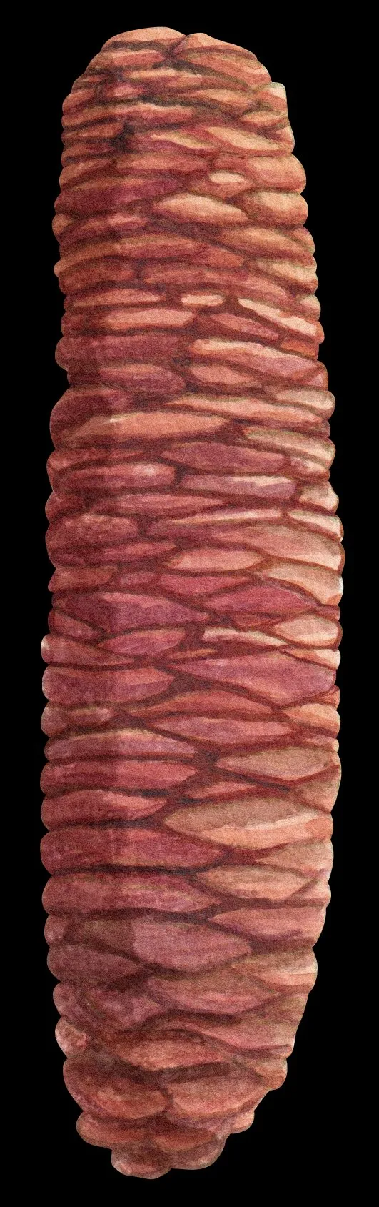 Abies Pinsapo
