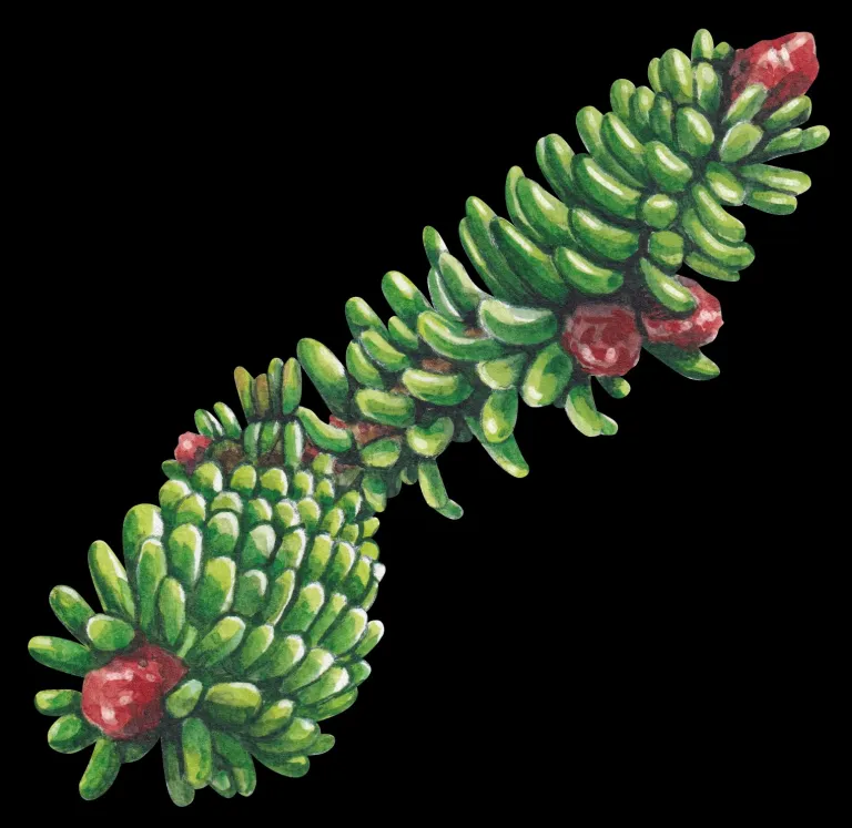 Abies Pinsapo