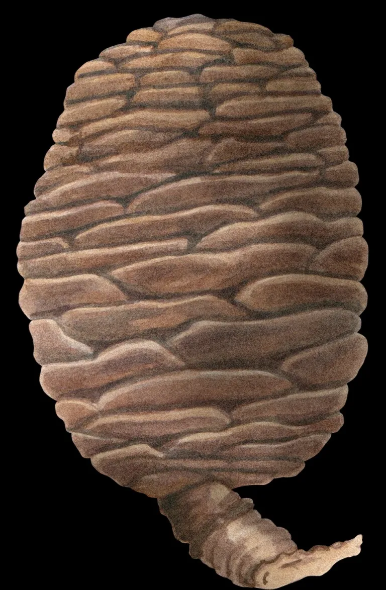 Cedro  Medio Punto
