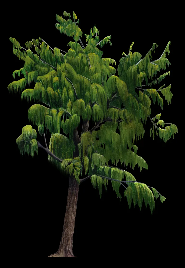 Ilustración botánica del ahuehuete (Taxodium mucronatum) completo sobre fondo negro, con tronco recto pardo y copa de follaje verde de ramas colgantes.