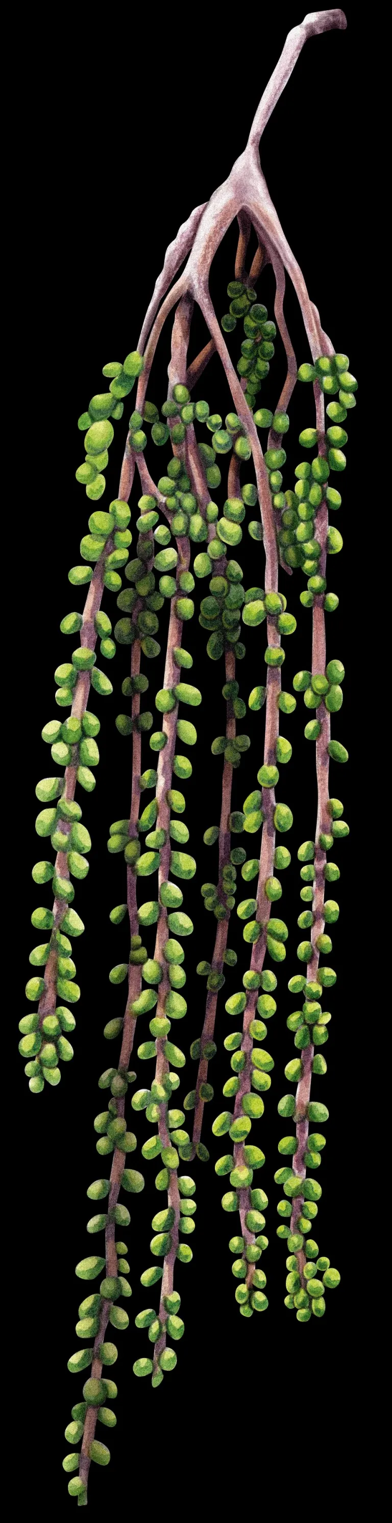 Flores masculinas colgantes del ahuehuete, en largos racimos de pequeñas estructuras verdes.