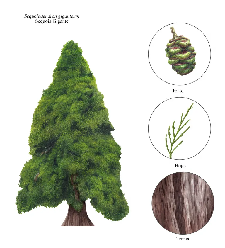 Sequoia de la Reina