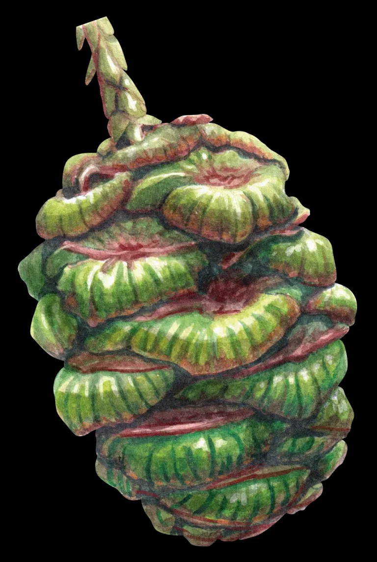 Sequoia de la Reina