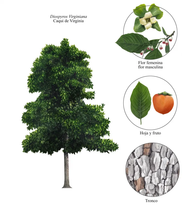 Lámina botánica del caqui de Virginia (Diospyros virginiana): el árbol completo y detalles de flor masculina y femenina, hoja y fruto, y tronco.