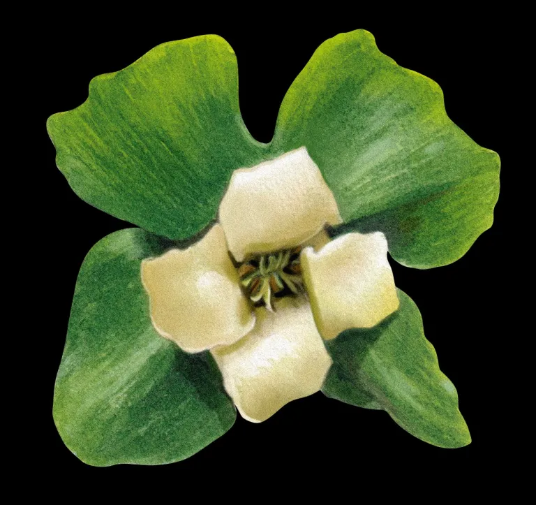 Flor del caqui de Virginia, de cuatro pétalos blanco-amarillentos sobre un cáliz verde de cuatro lóbulos.