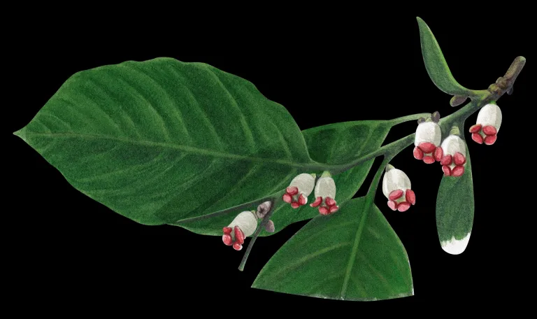 Ramita del caqui de Virginia con hojas verdes y flores blancas de base rojiza.