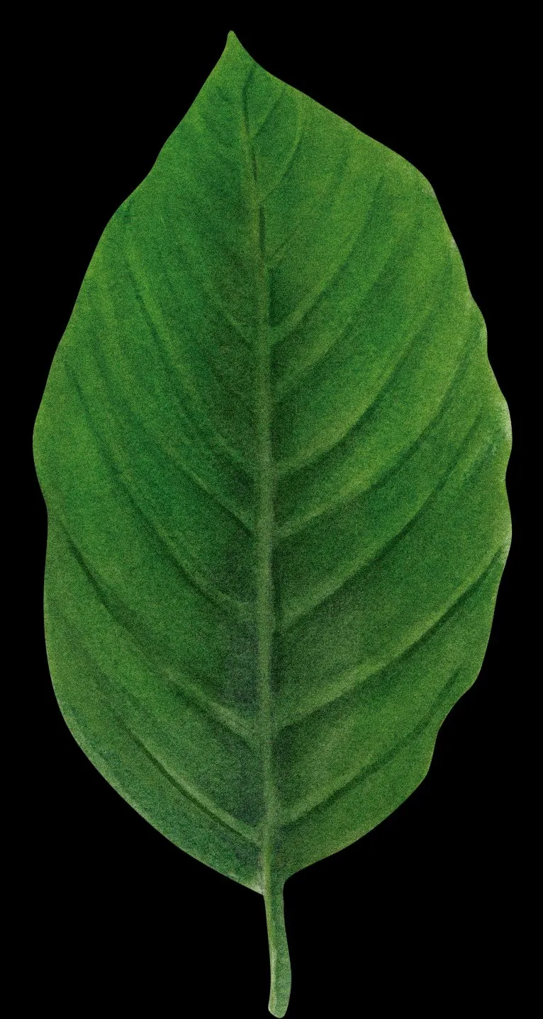 Hoja ovalada y verde del caqui de Virginia, con nervadura central y secundarias bien marcadas.