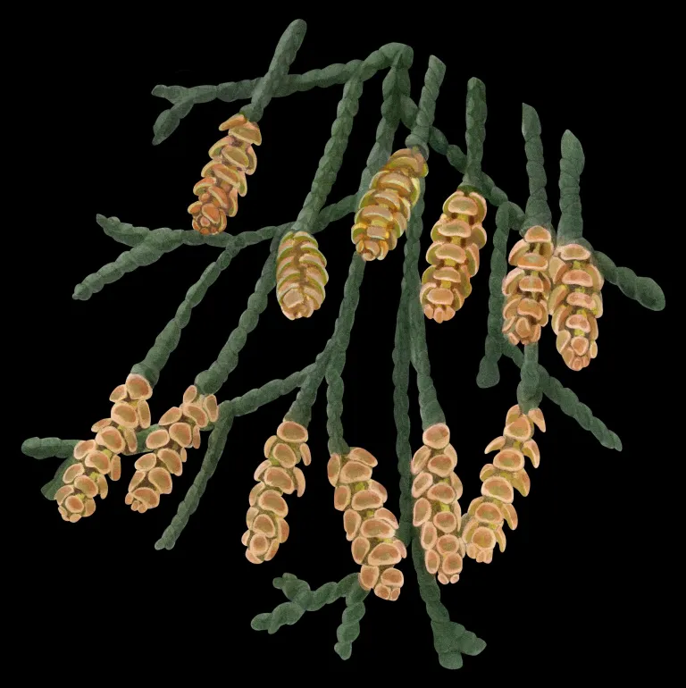 Detalle de ramillas de ciprés con numerosos conos masculinos pequeños de color pardo-amarillento.