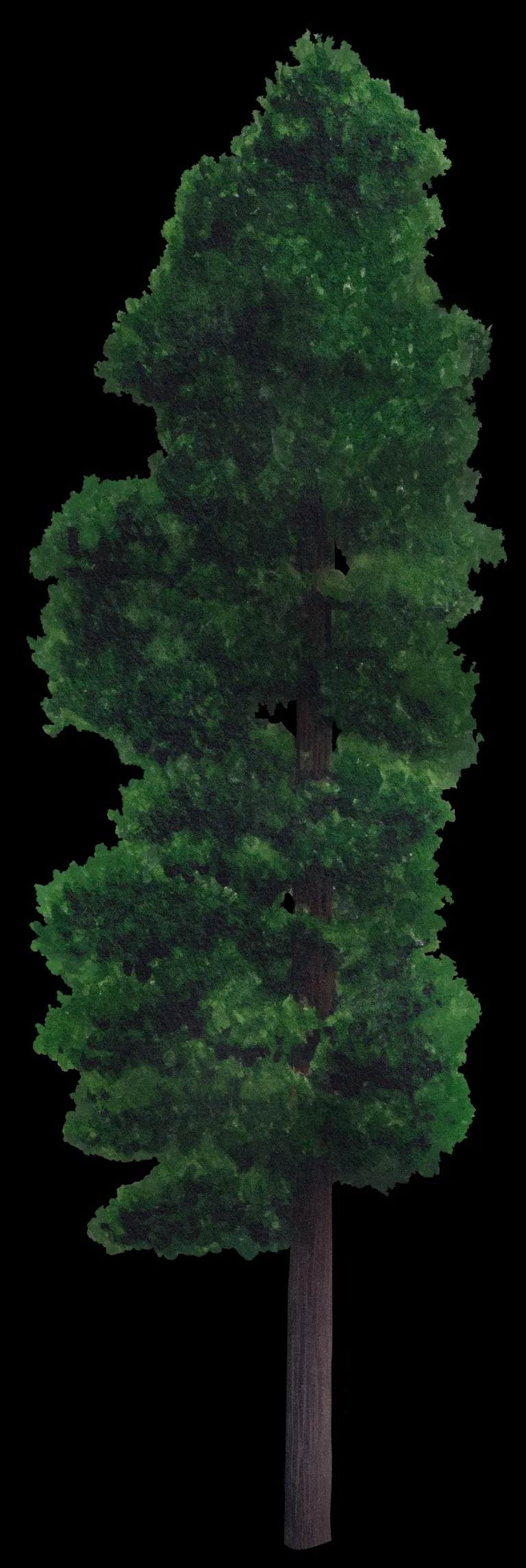 Ilustración botánica del ciprés (Cupressus sempervirens) completo sobre fondo negro, de copa columnar verde oscuro y tronco recto.