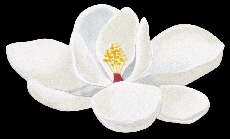 Magnolia de la Isla