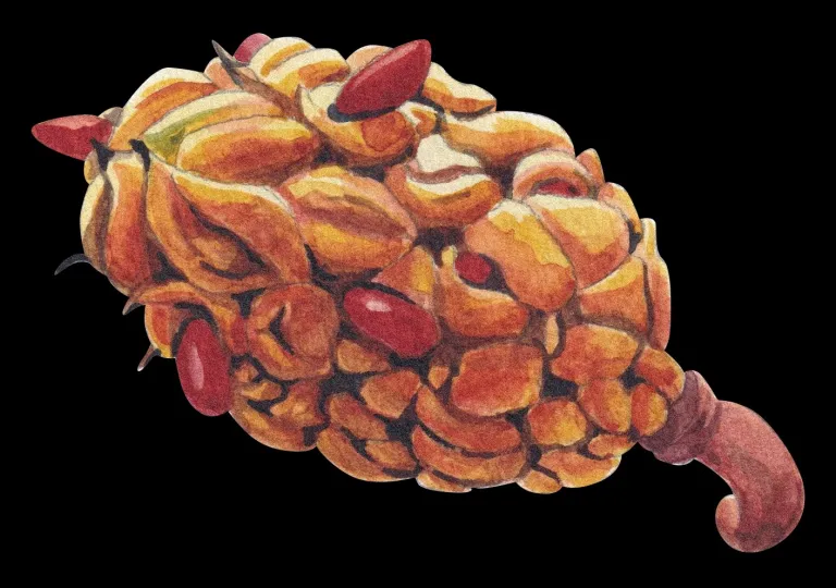 Magnolia de la Isla