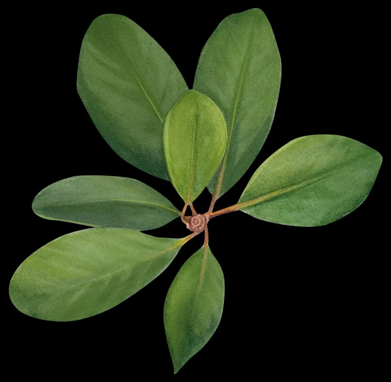 Magnolia de la Isla