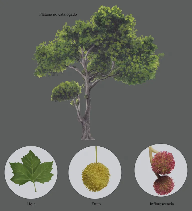Plátano - árbol singular no catalogado