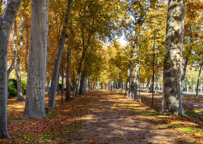 Paseo de plátanos en otoño en Aranjuez, con el suelo cubierto de hojarasca dorada y los troncos a ambos lados del camino.