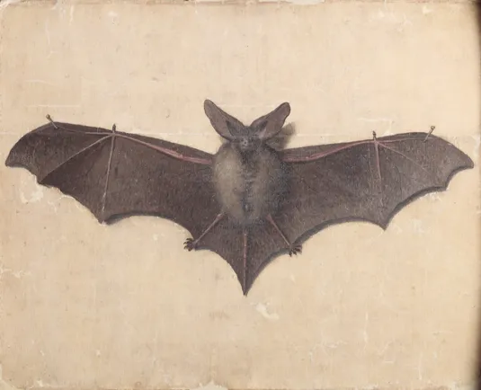 Ilustración de un murciélago con las alas completamente extendidas, visto de frente sobre fondo liso.
