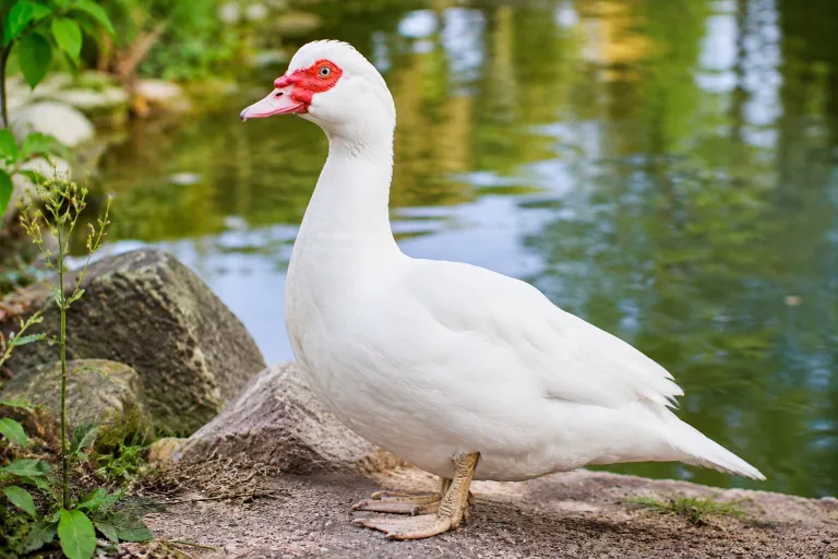 Pato criollo blanco, en el estanque de Chinescos.