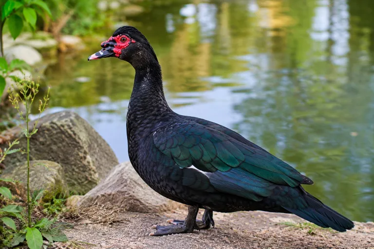 Pato criollo negro, en el estanque de Chinescos.