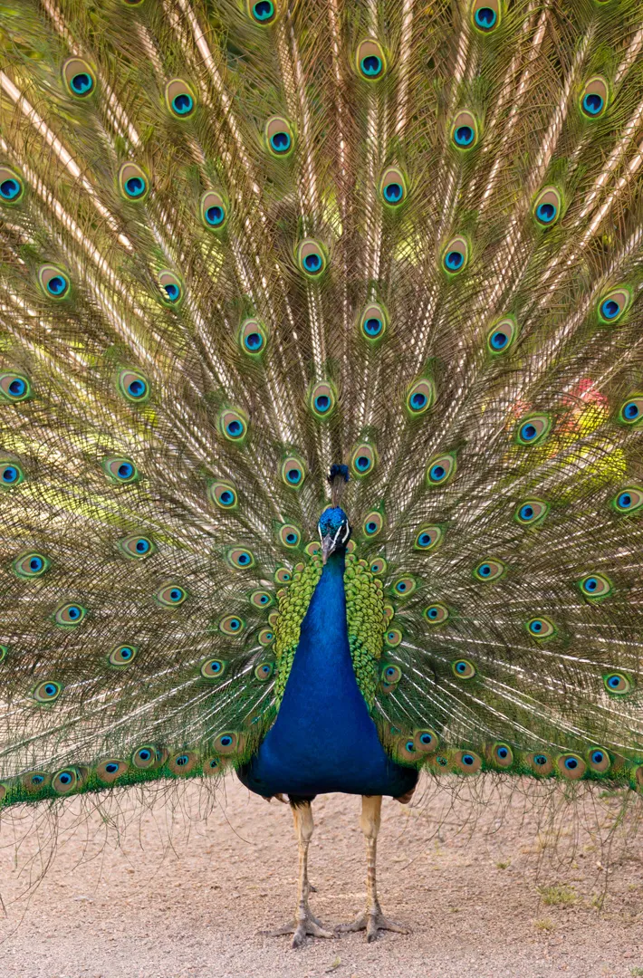 Pavo real (última adivinanza).